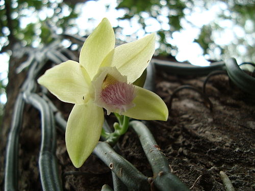 Vanilla aphylla